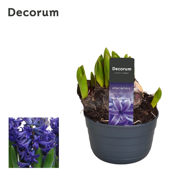 Горшечные цветы и растения оптом Hyacinthus Multiflora Blue (decorum) от 10шт из Голландии с доставкой по России