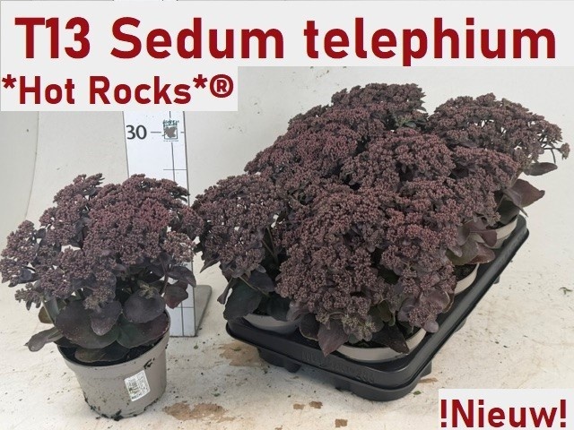Горшечные цветы и растения оптом Sedum Telephium от 6шт из Голландии с доставкой по России