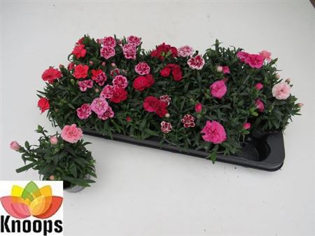 Горшечные цветы и растения оптом Dian Oscar Gemengd от 18шт (для телеги) из Голландии с доставкой по России