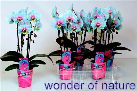 Горшечные цветы и растения оптом Phal Paint Wonder Of Nature 2 Br 14+ от 6шт (для телеги) из Голландии с доставкой по России