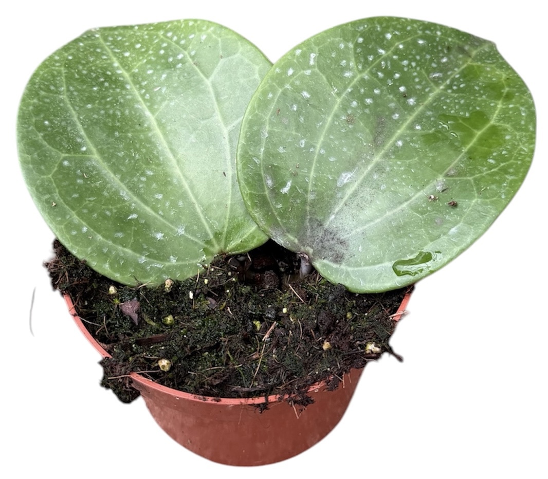 Горшечные цветы и растения оптом Hoya Latifolia Green от 1шт из Голландии с доставкой по России