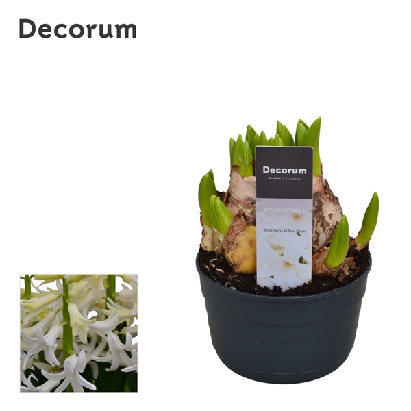 Горшечные цветы и растения оптом Hyacinthus Multiflora White (decorum) от 10шт из Голландии с доставкой по России