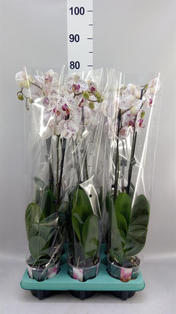 Горшечные цветы и растения оптом Phalaenopsis ...mix от 6шт из Голландии с доставкой по России