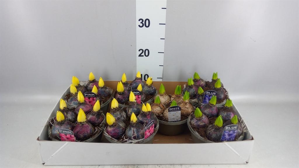 Горшечные цветы и растения оптом Hyacinthus Orie. ...mix от 7шт из Голландии с доставкой по России