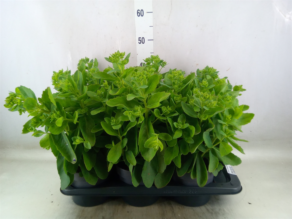 Горшечные цветы и растения оптом Sedum Spectabile от 6шт из Голландии с доставкой по России