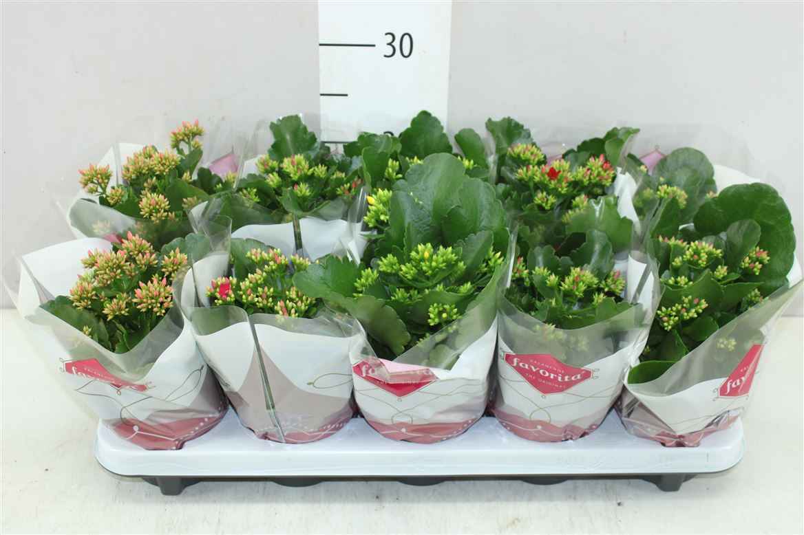 Горшечные цветы и растения оптом Kalanchoe Bl Gemengd от 10шт из Голландии с доставкой по России