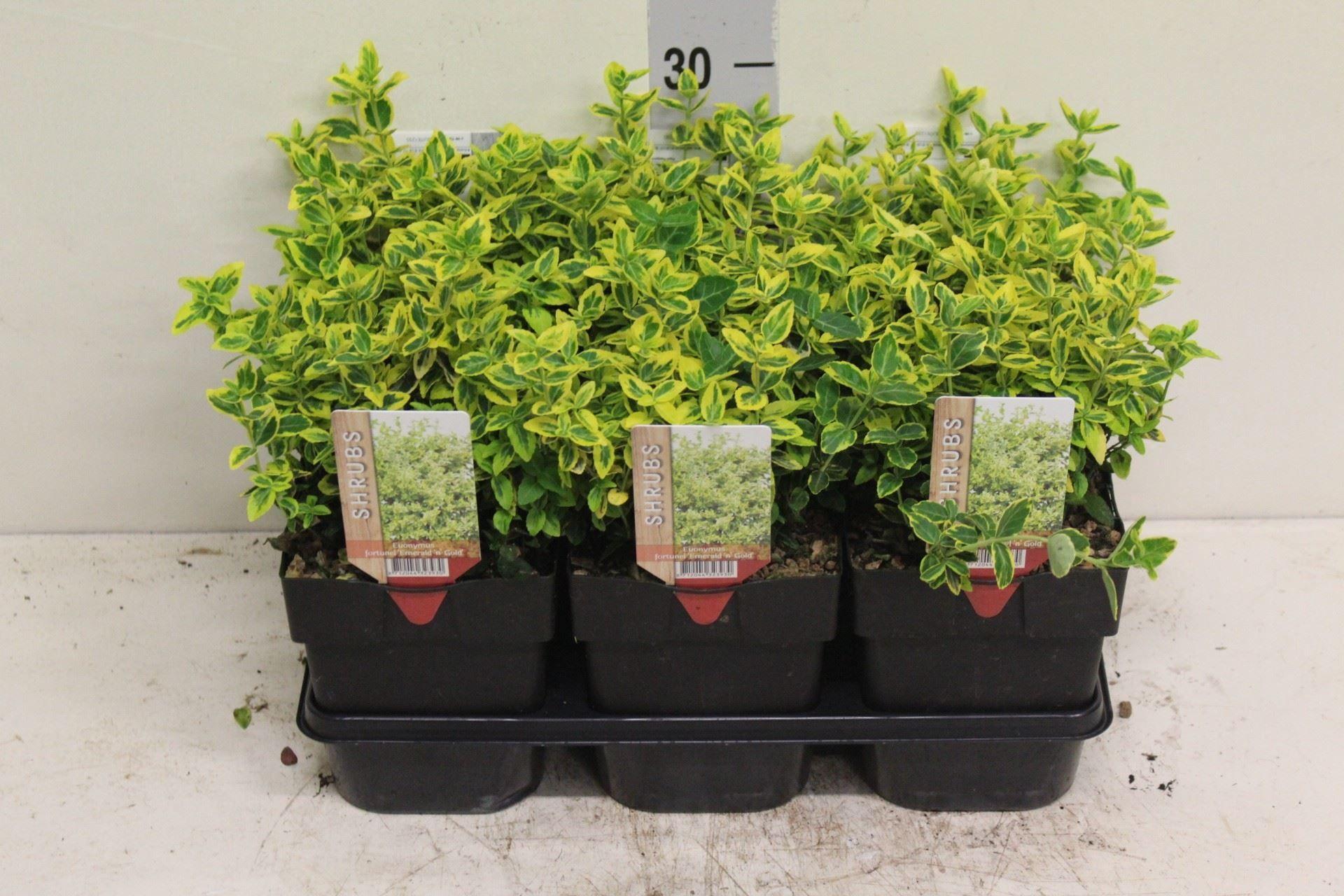 Горшечные цветы и растения оптом Euonymus Fortunei emerald N Gold от 6шт из Голландии с доставкой по России