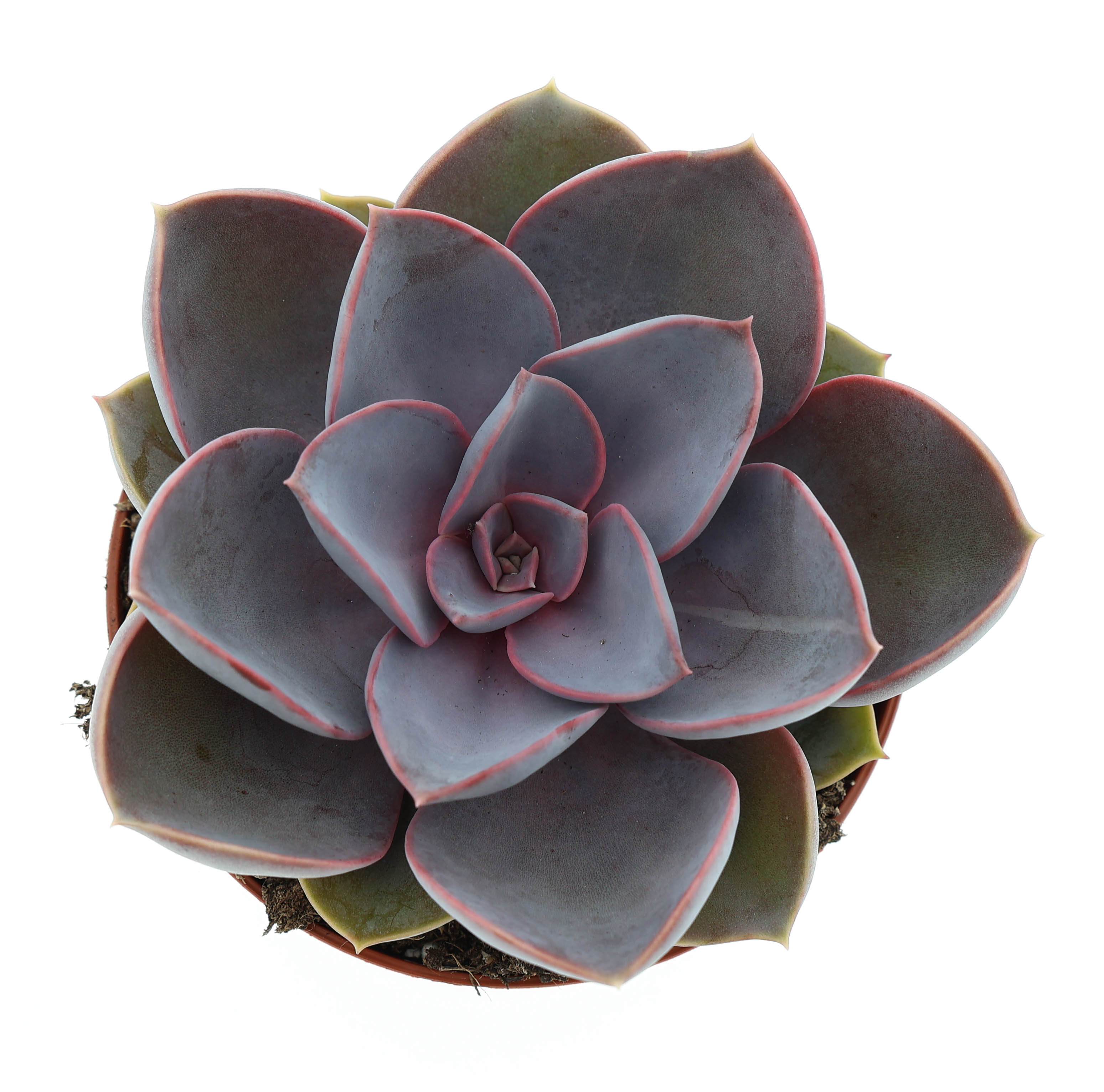 Горшечные цветы и растения оптом Echeveria Perle Von Nurnberg от 12шт (для телеги) из Голландии с доставкой по России