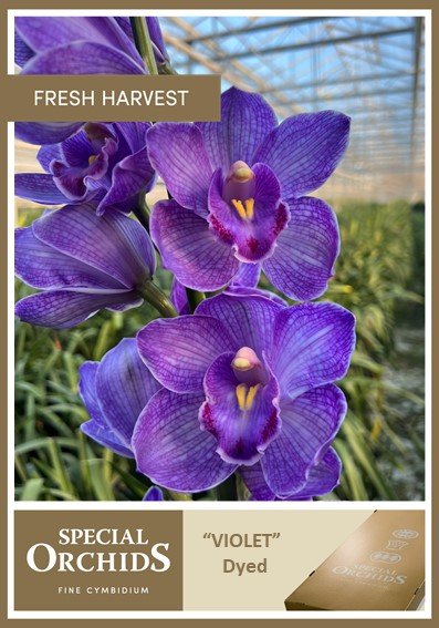 Срезанные цветы оптом Cymbidium paint violet от 6шт. из Голландии с доставкой по России
