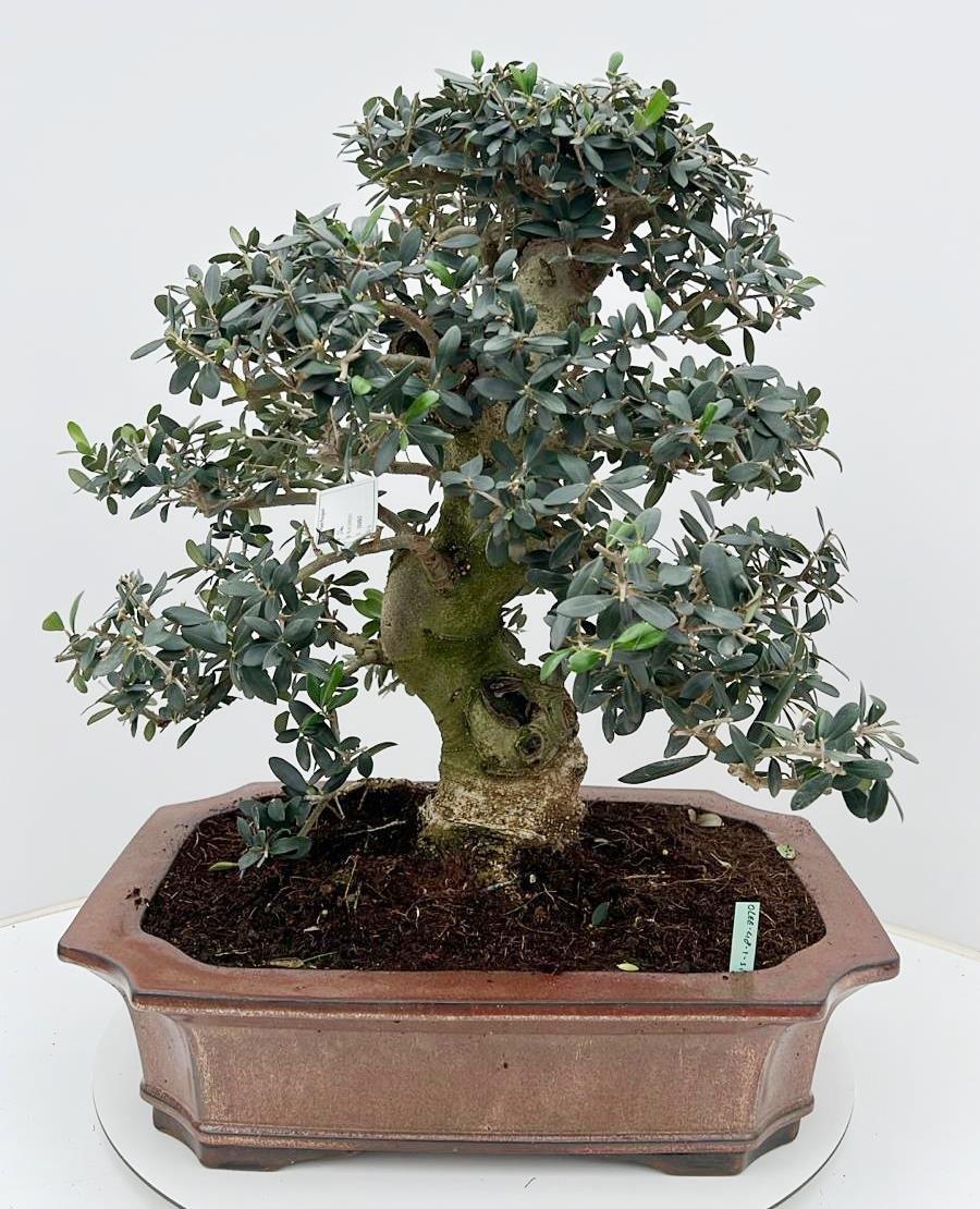 Горшечные цветы и растения оптом Olea Europaea, Pot 48cm. Height 65cm. (single Item от 1шт из Голландии с доставкой по России
