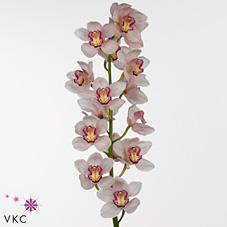 Срезанные цветы оптом Cymbidium pink miss piggy от 6шт. из Голландии с доставкой по России
