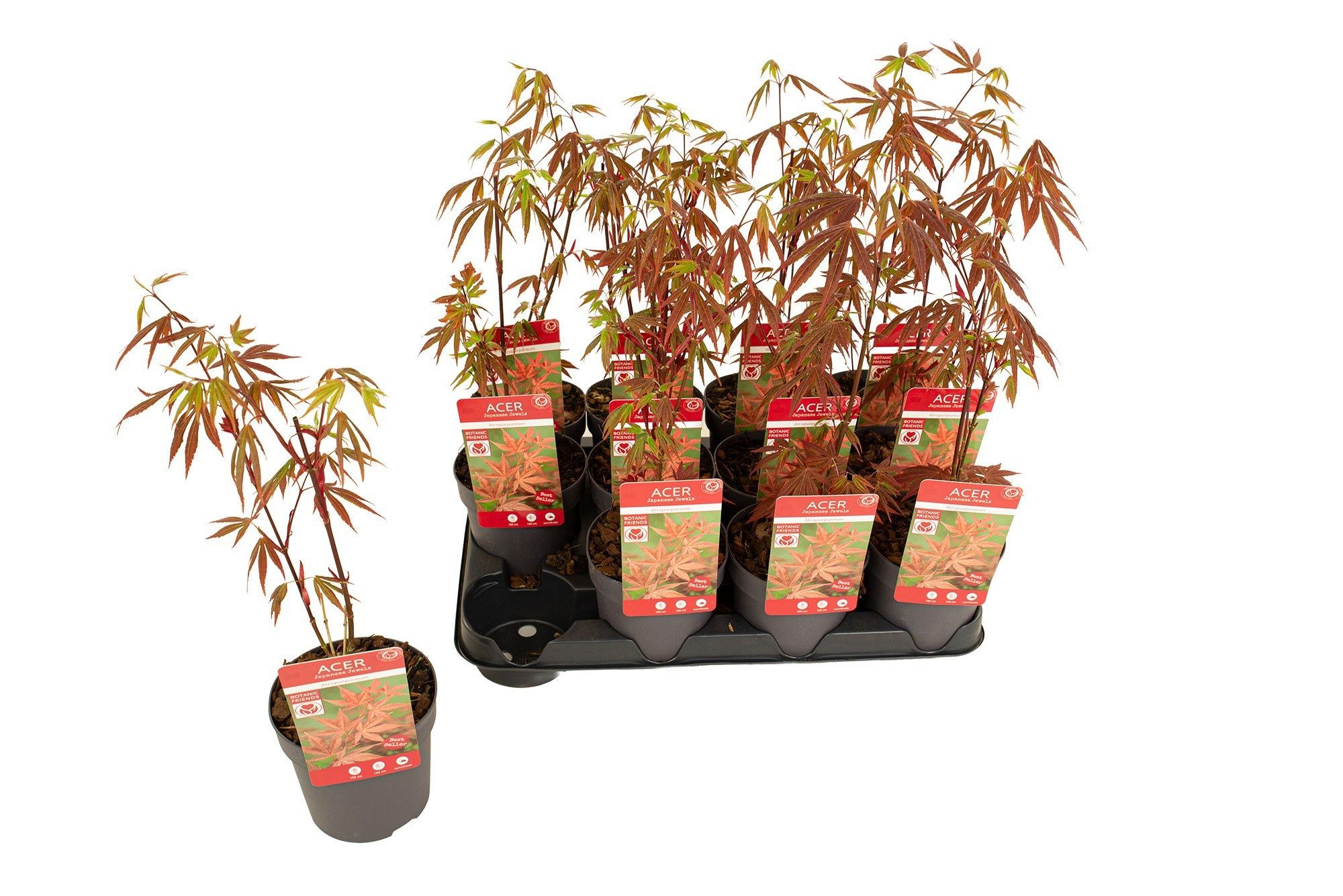 Горшечные цветы и растения оптом Acer Pa Atropurpureu от 12шт из Голландии с доставкой по России