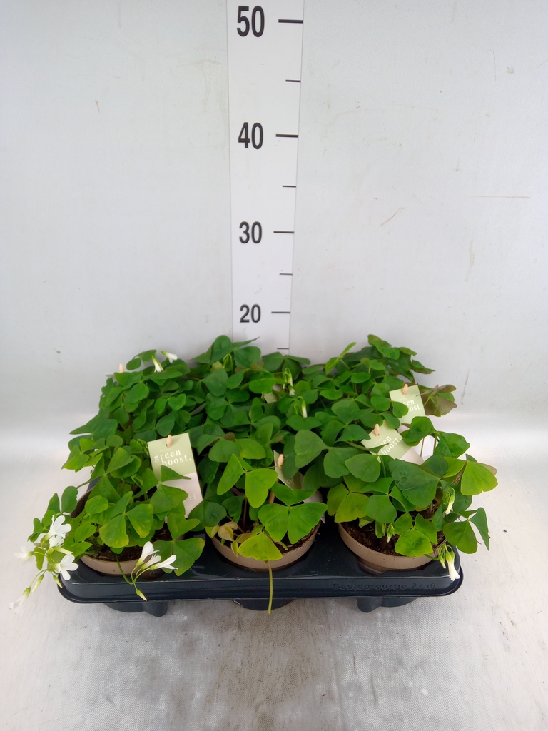 Горшечные цветы и растения оптом Oxalis Trian. Ssp Papilion. от 6шт из Голландии с доставкой по России