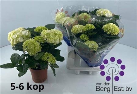 Горшечные цветы и растения оптом Hydr M Sax Bri White 5-6+ от 4шт из Голландии с доставкой по России