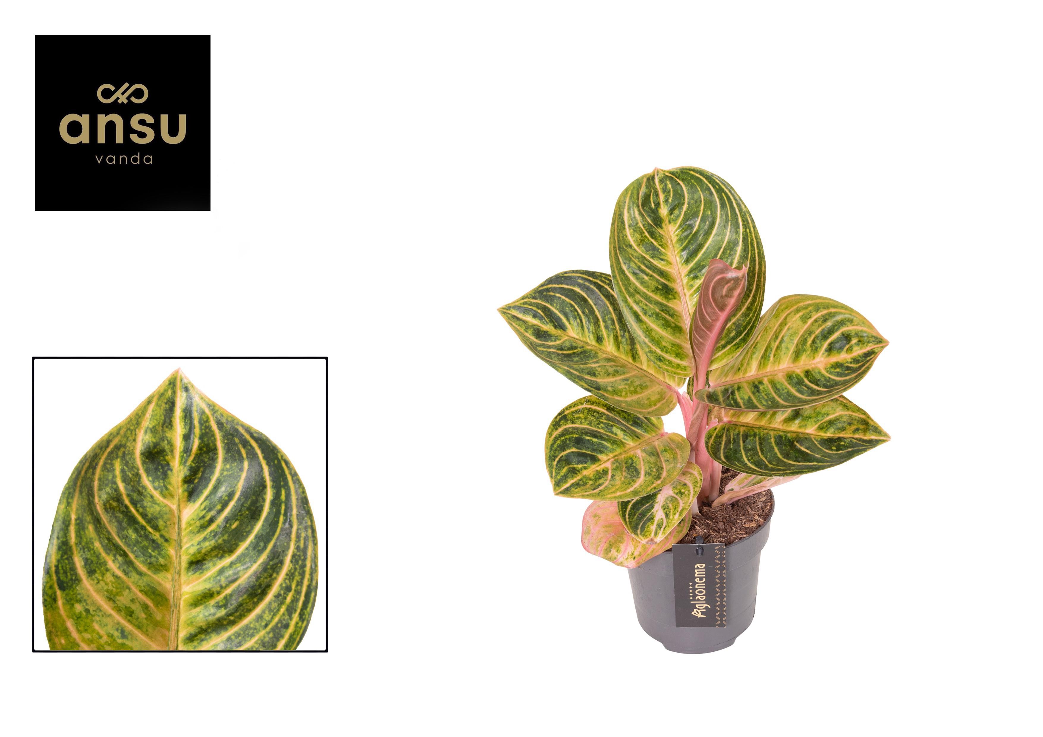Горшечные цветы и растения оптом Aglaonema Tourmaline Gold от 6шт из Голландии с доставкой по России