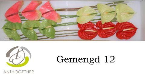 Срезанные цветы оптом Anthurium 4 colour mix in box от 12шт из Голландии с доставкой по России