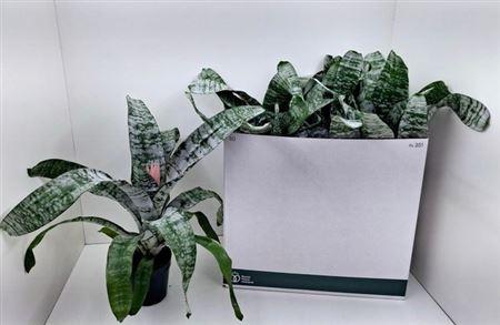 Горшечные цветы и растения оптом ** Aech Fas Primera * Spring Deal * от 8шт из Голландии с доставкой по России