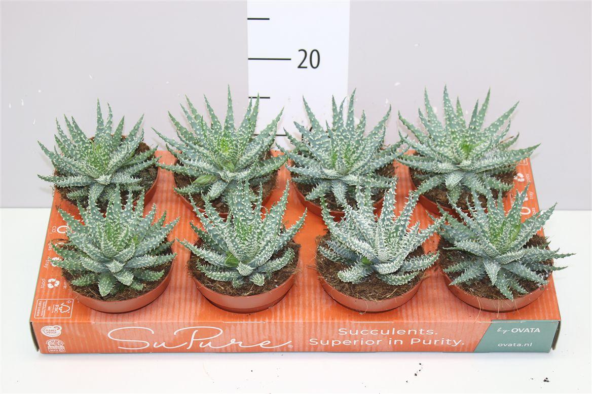 Горшечные цветы и растения оптом Aloe Humilis от 8шт из Голландии с доставкой по России