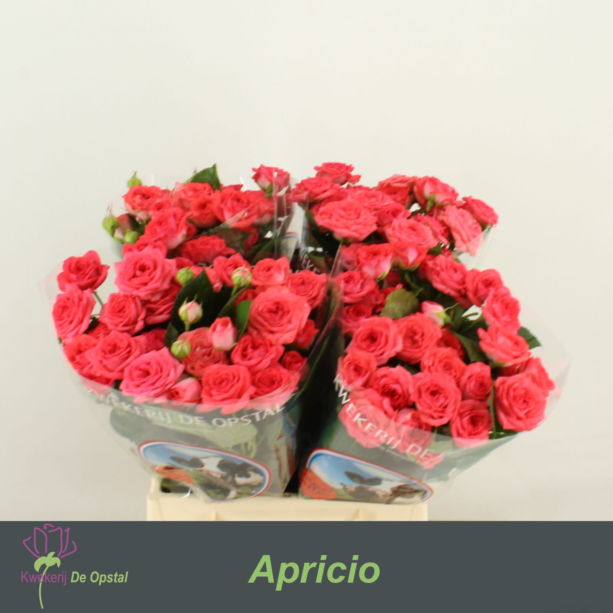 Срезанные цветы оптом Rosa spray apricio от 60шт из Голландии с доставкой по России