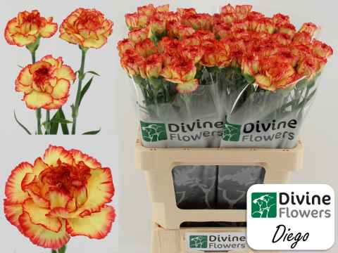 Срезанные цветы оптом Dianthus st diego от 80шт из Голландии с доставкой по России
