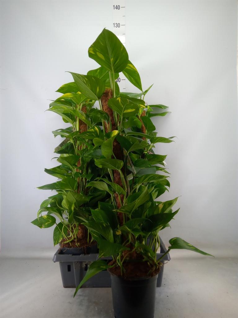 Горшечные цветы и растения оптом Epipremnum Pinn.   ...moss Stick от 5шт из Голландии с доставкой по России