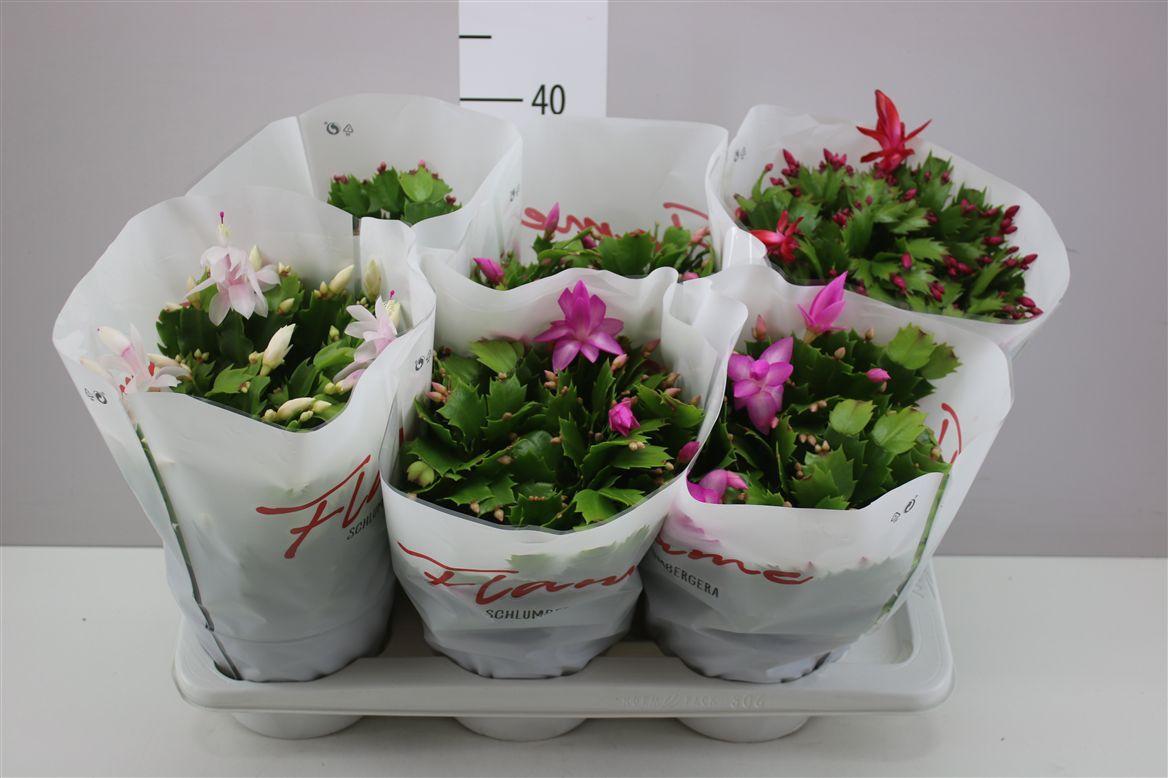 Горшечные цветы и растения оптом Schlumbergera Flame Gemengd от 6шт из Голландии с доставкой по России