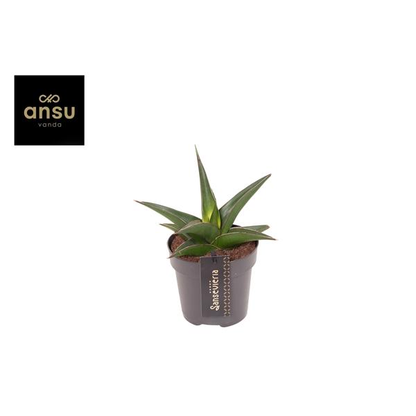 Горшечные цветы и растения оптом Sansevieria Comet Mini Amazon от 6шт из Голландии с доставкой по России