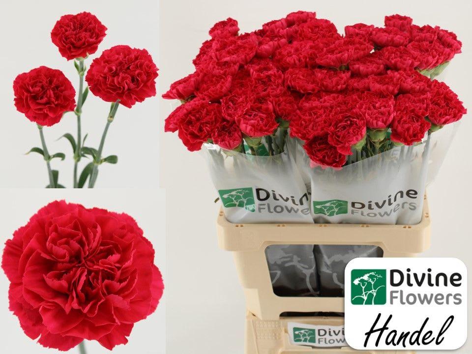 Срезанные цветы оптом Dianthus st händel от 80шт из Голландии с доставкой по России