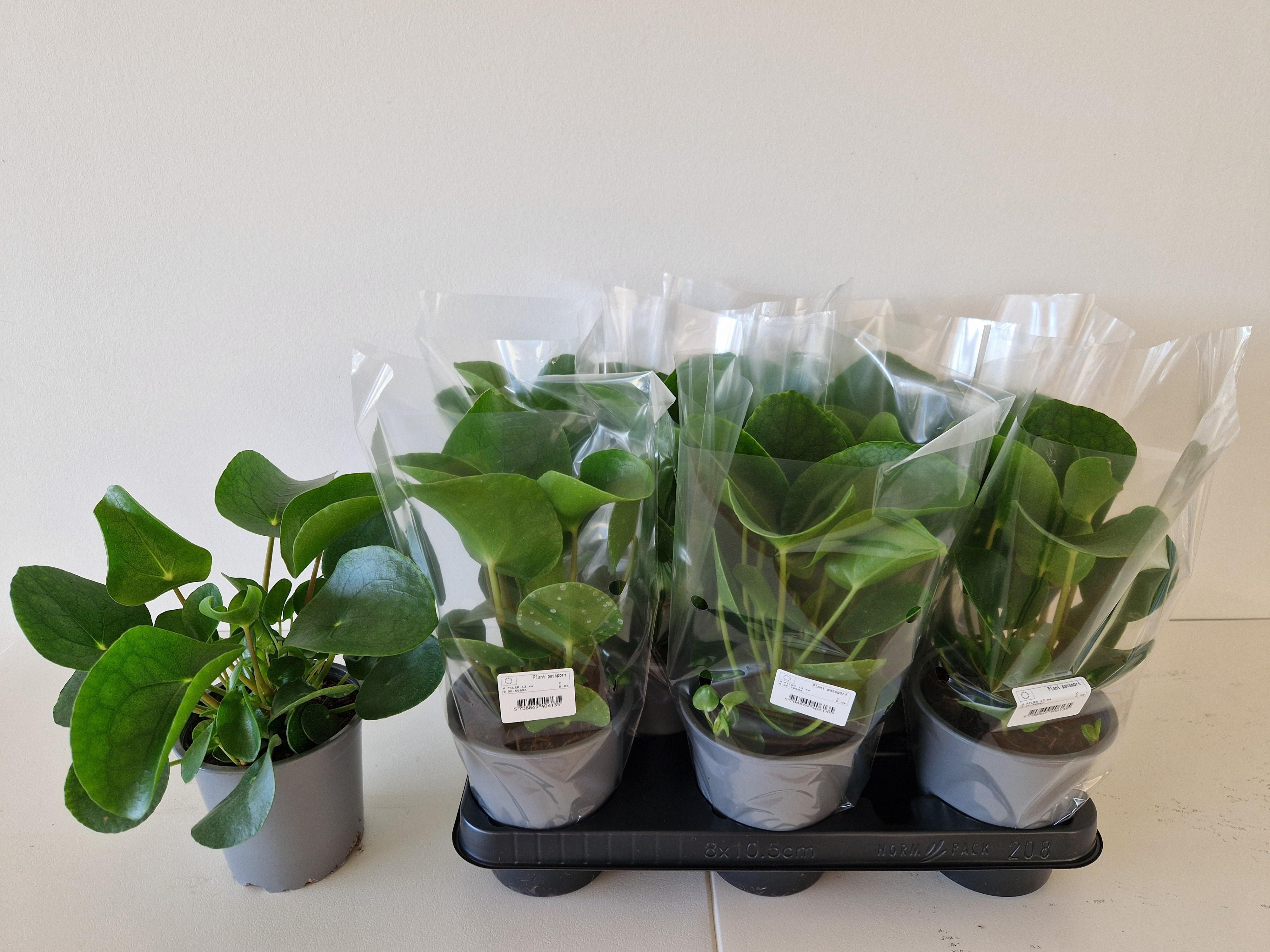 Горшечные цветы и растения оптом Pilea Peperomioides от 8шт из Голландии с доставкой по России