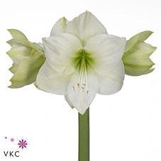 Срезанные цветы оптом Hippeastrum casablanca от 10шт из Голландии с доставкой по России