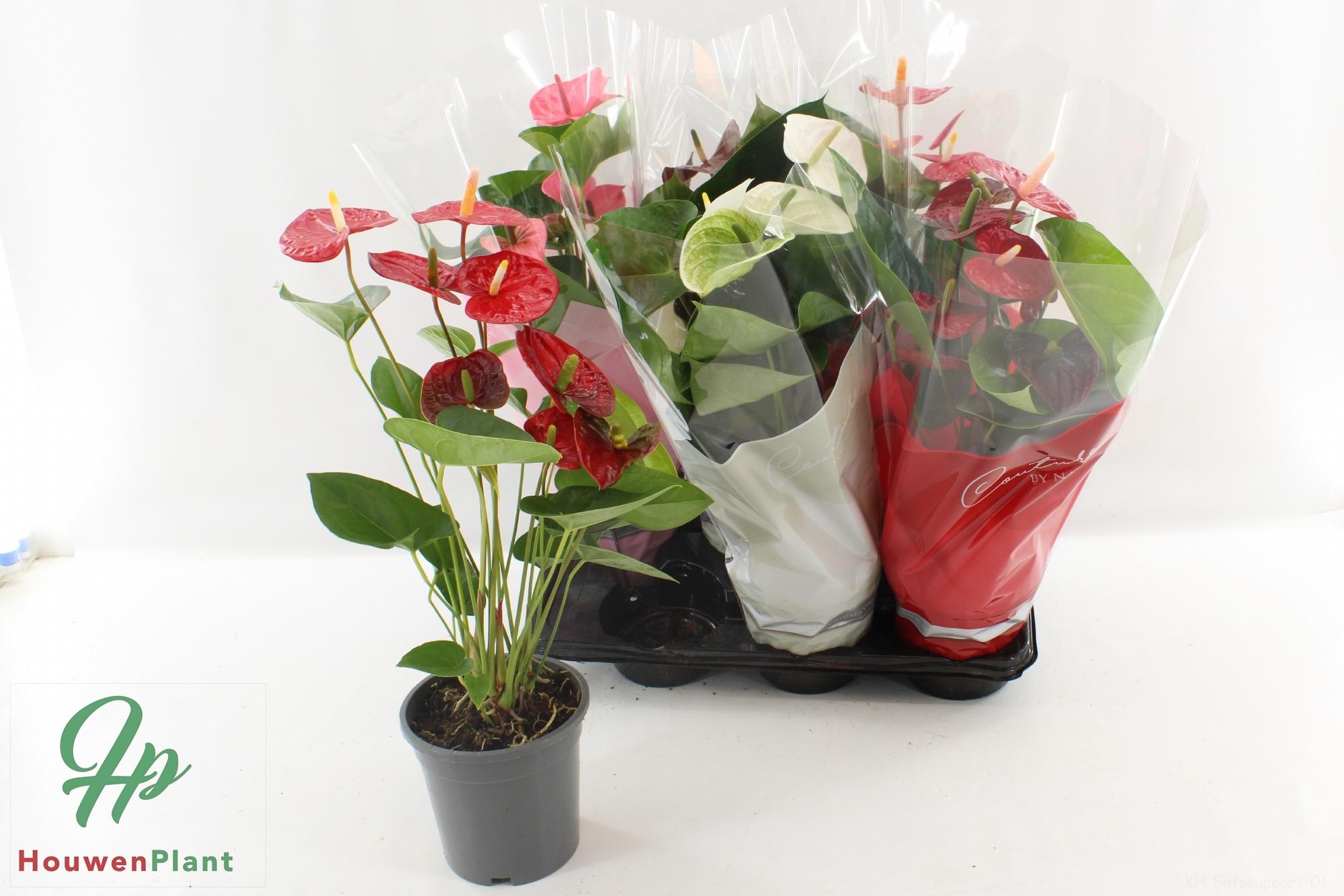 Горшечные цветы и растения оптом Anthu An Gem 4 Kl от 6шт из Голландии с доставкой по России