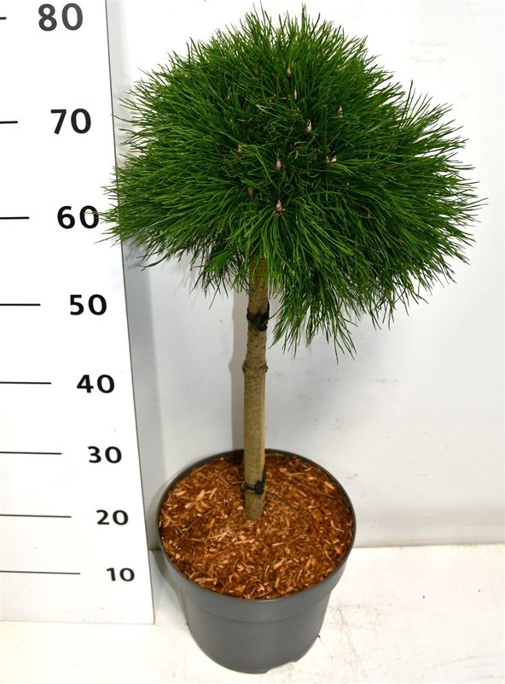 Горшечные цветы и растения оптом Pinus Mugo Varella On Stem от 1шт из Голландии с доставкой по России