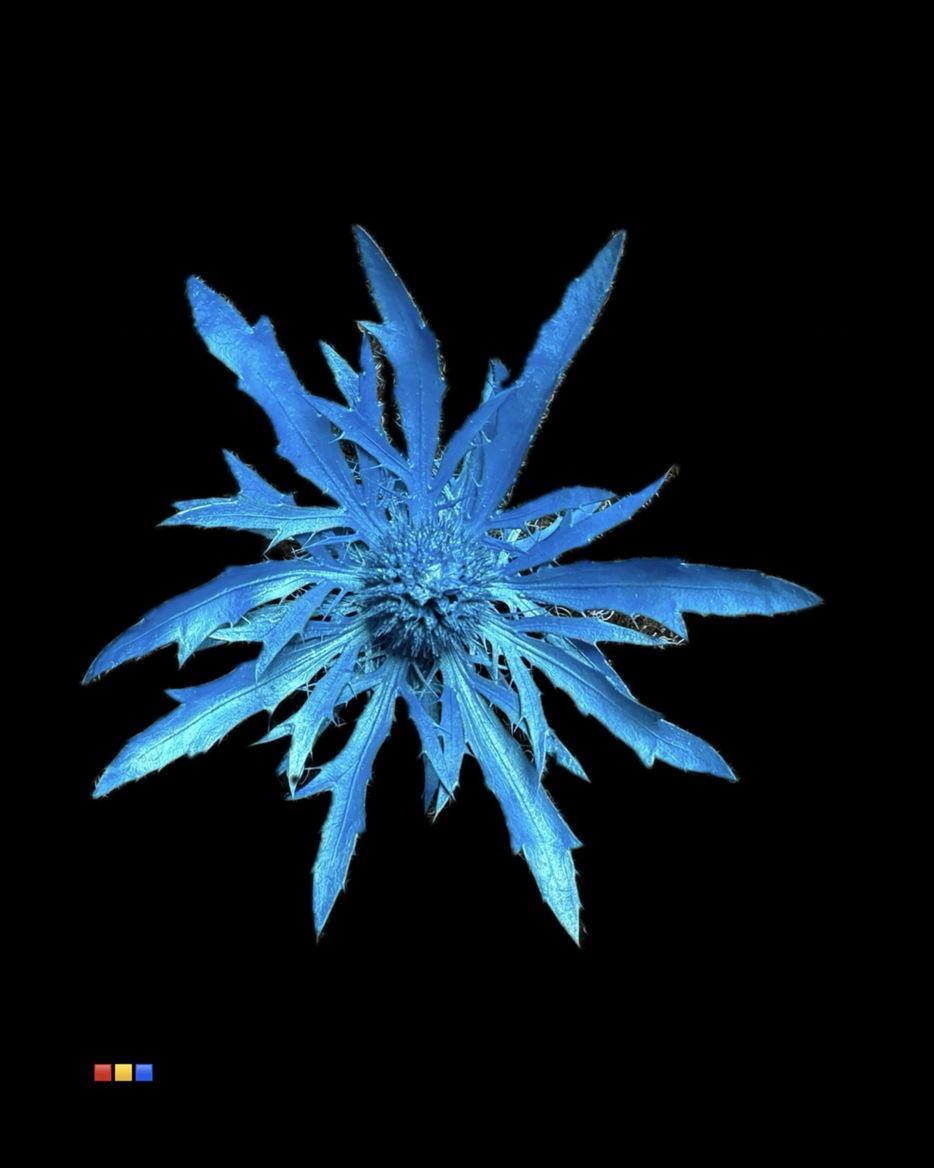 Срезанные цветы оптом Eryngium paint metallic blue от 40шт из Голландии с доставкой по России