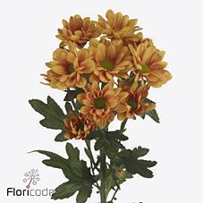 Срезанные цветы оптом Chrys sp kaya+ от 80шт. из Голландии с доставкой по России