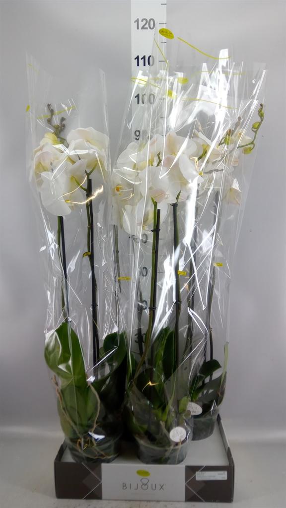 Горшечные цветы и растения оптом Phalaenopsis ...white от 4шт из Голландии с доставкой по России
