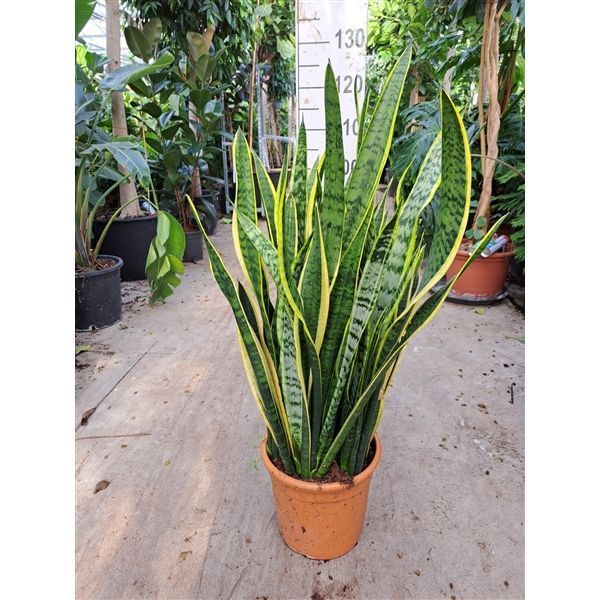 Горшечные цветы и растения оптом Sansevieria Laurentii от 1шт из Голландии с доставкой по России