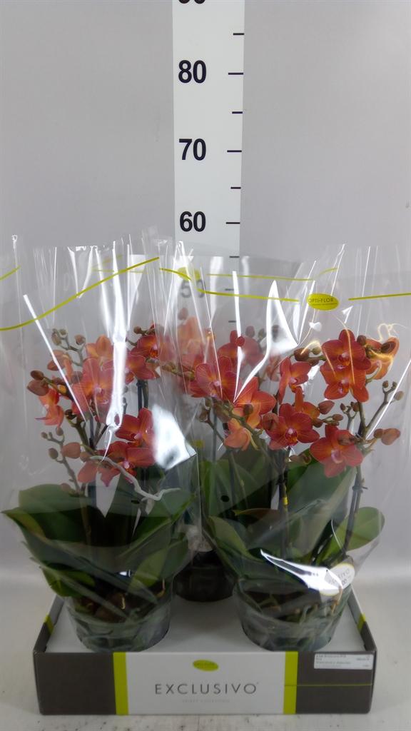 Горшечные цветы и растения оптом Phalaenopsis Multi. ...orange от 3шт из Голландии с доставкой по России