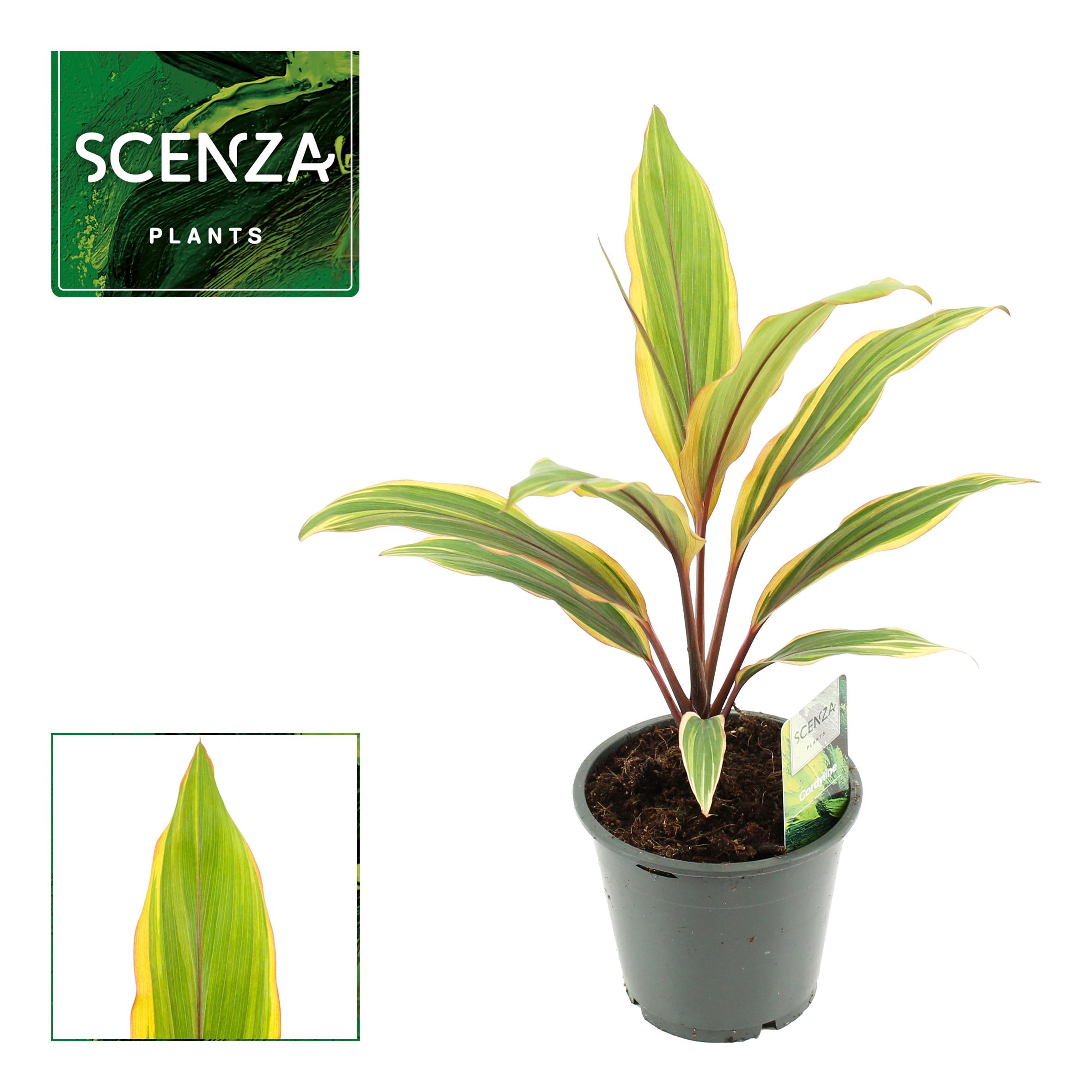 Горшечные цветы и растения оптом Cordyline Caramel Queen (scenza) от 10шт из Голландии с доставкой по России
