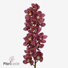 Срезанные цветы оптом Cymbidium pink big berry от 6шт из Голландии с доставкой по России