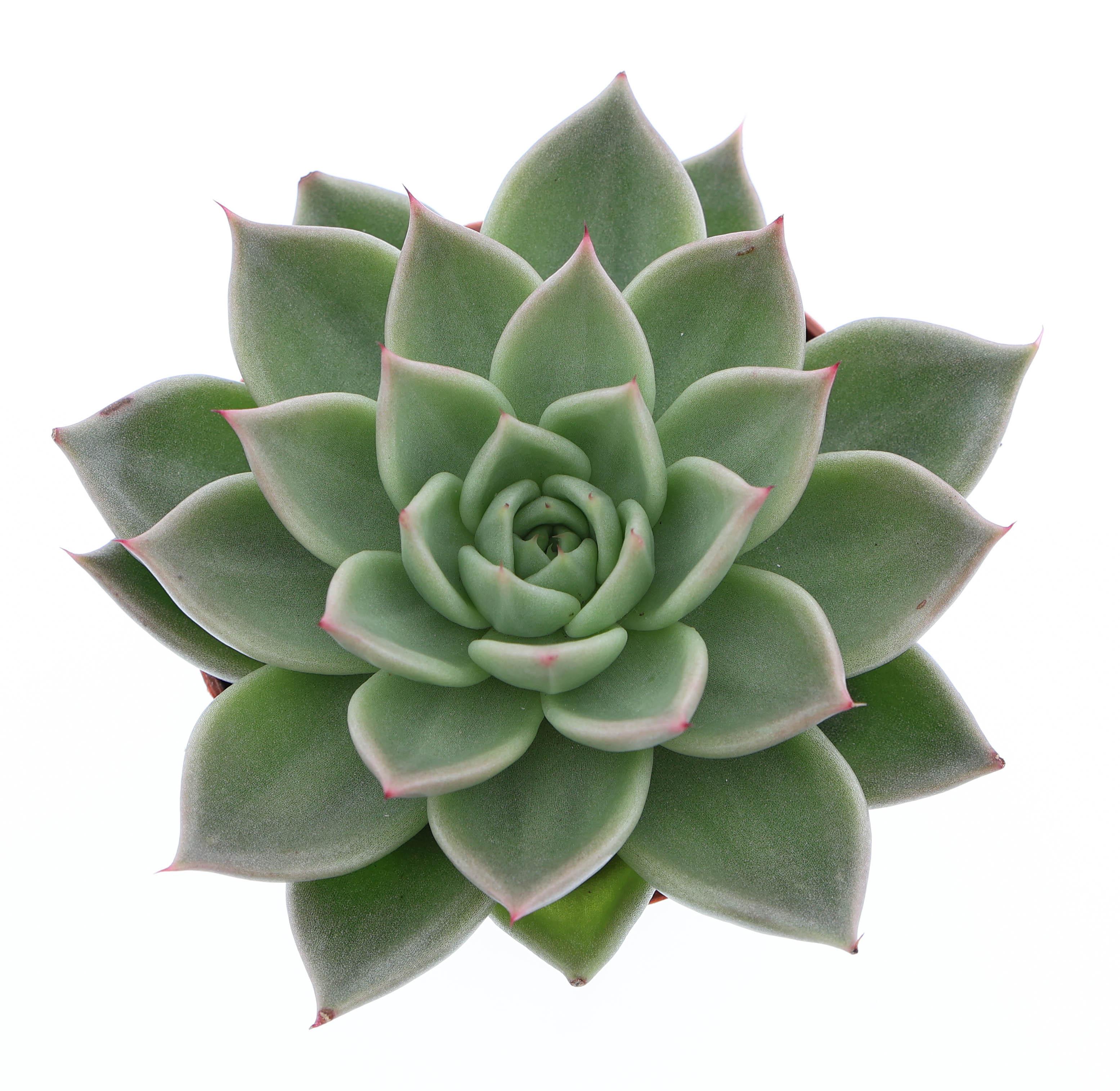 Горшечные цветы и растения оптом Echeveria Hybrid Arneb от 12шт (для телеги) из Голландии с доставкой по России