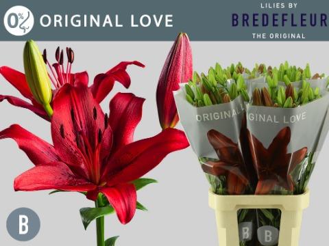 Срезанные цветы оптом Lilium la original love от 60шт из Голландии с доставкой по России