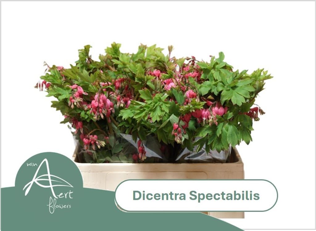 Срезанные цветы оптом Dicentra spectabilis от 60шт из Голландии с доставкой по России