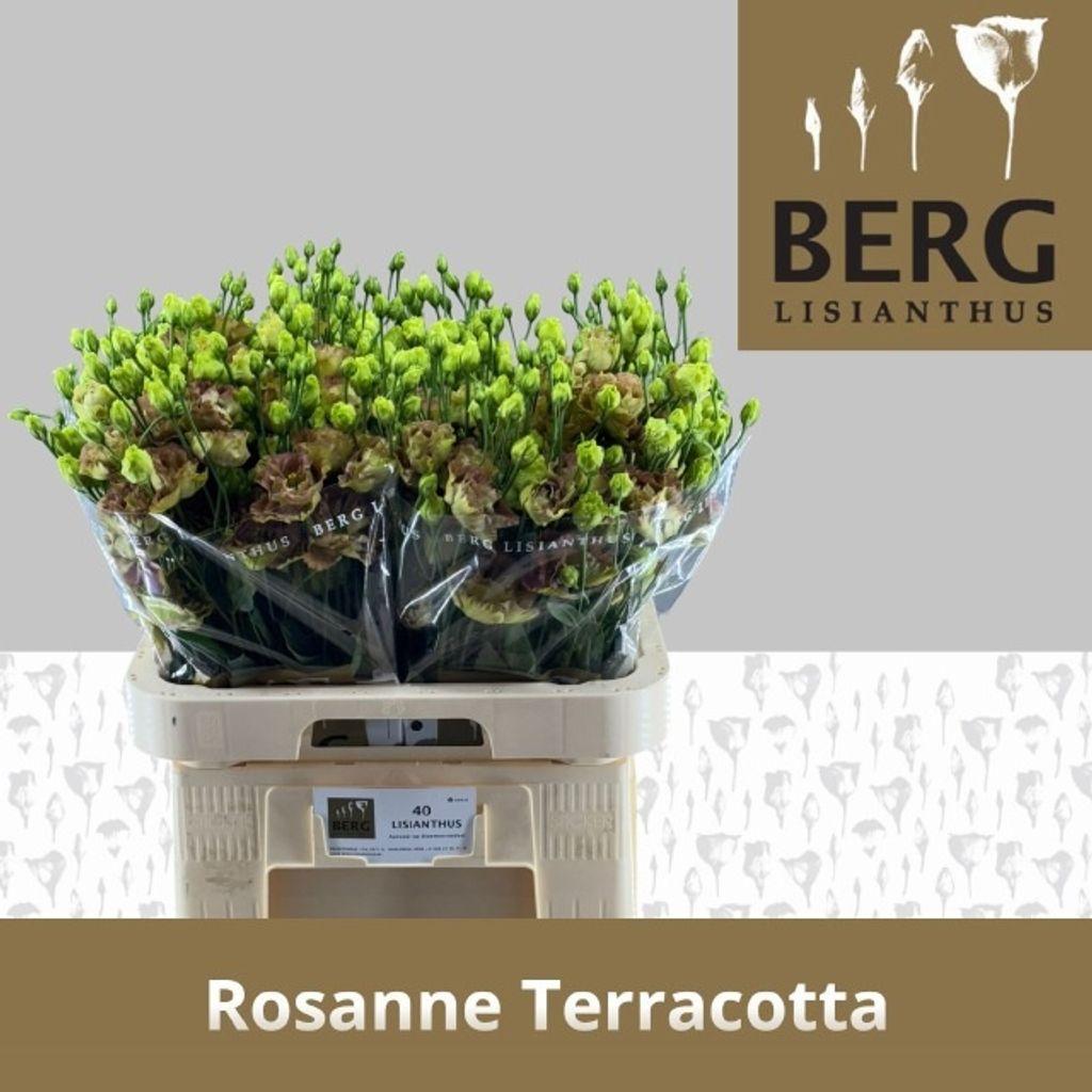 Срезанные цветы оптом Lisianthus do rosanne terracotta от 40шт из Голландии с доставкой по России