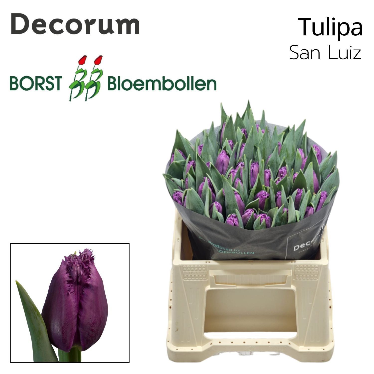 Срезанные цветы оптом Tulipa fr san luiz от 50шт из Голландии с доставкой по России