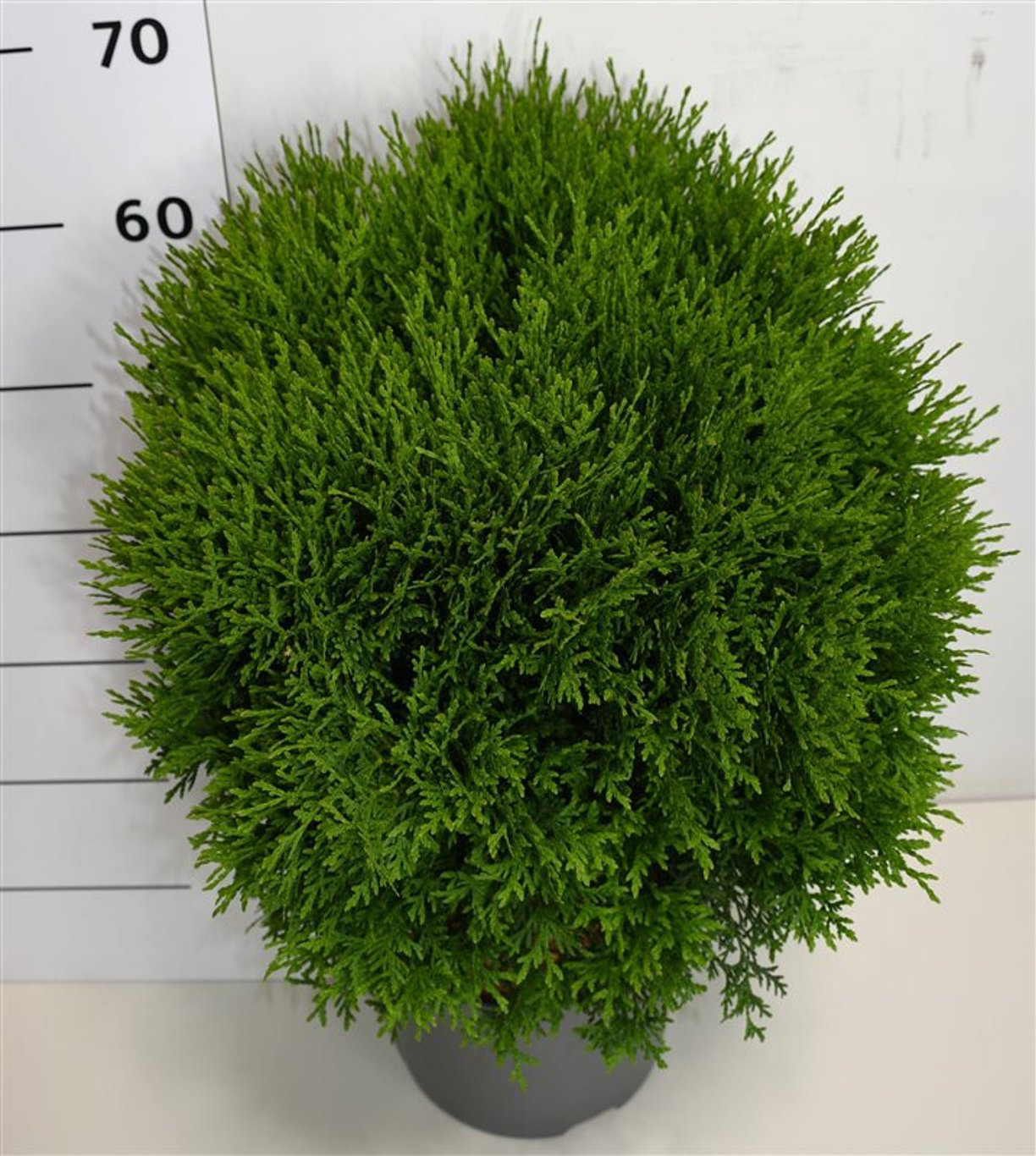 Горшечные цветы и растения оптом Thuja Occ Little Giant от 1шт из Голландии с доставкой по России