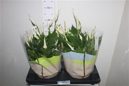 Горшечные цветы и растения оптом Spath Bellini 15 Bloemen+ от 2шт из Голландии с доставкой по России