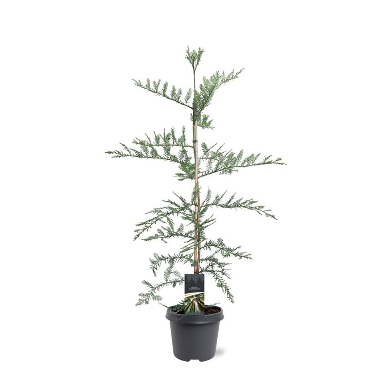 Горшечные цветы и растения оптом Sequoia Sempervirens от 1шт из Голландии с доставкой по России