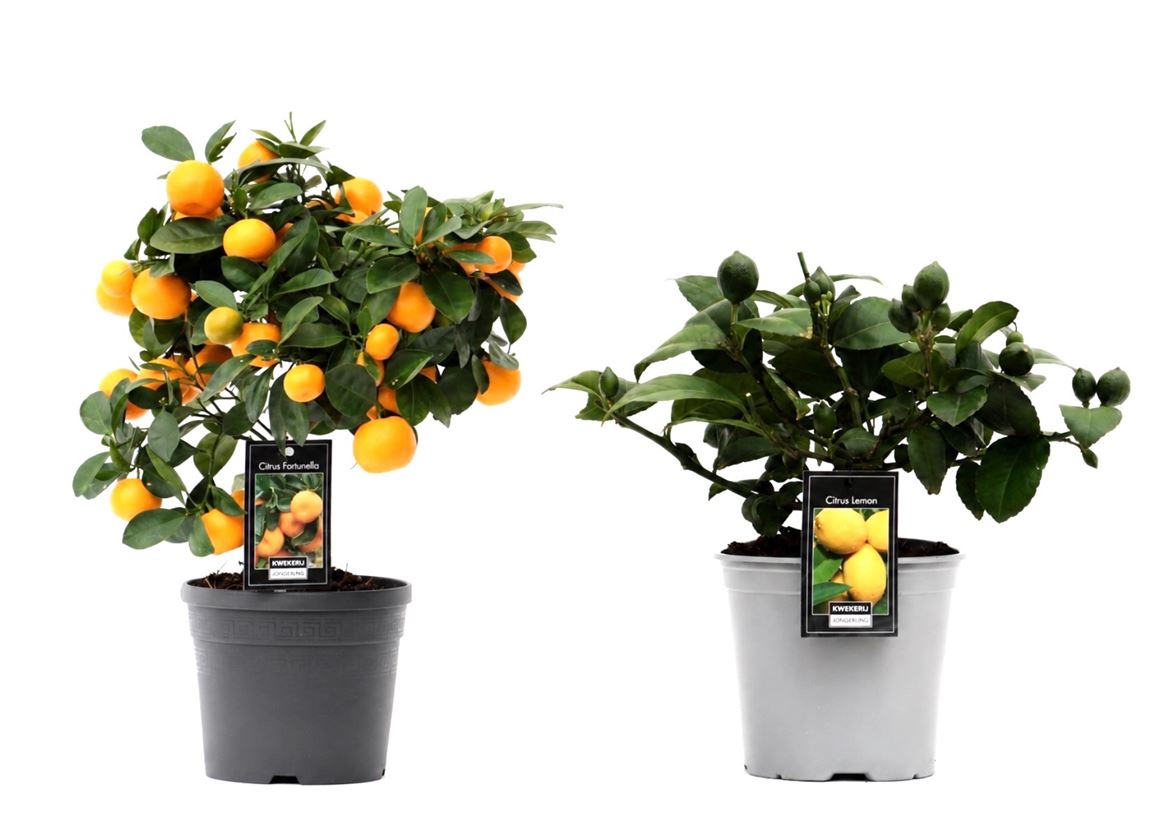 Горшечные цветы и растения оптом Citrus Mix (2 Sorts) от 6шт (для телеги) из Голландии с доставкой по России