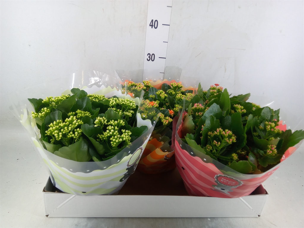 Горшечные цветы и растения оптом Kalanchoe Blos.   ..rosebud Mix  5 от 3шт из Голландии с доставкой по России