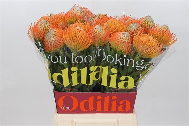 Срезанные цветы оптом Nutans ayoba sun от 30шт из Голландии с доставкой по России